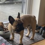 Buller profilbillede